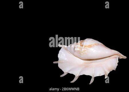 Huge light pink sea shell with a pearl tone isolated on black background, minimalist style Stock Photo