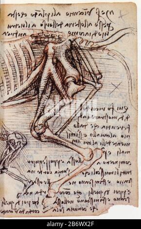 Leonardo da Vinci. Balanced scales and notes;studies on comparative anatomy. Detail. 1506-1507 Stock Photo