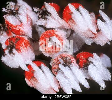Dog Rose (Rosa canina). Rose hips covered with hoarfrost, which was blown by the wind in one direction. Germany Stock Photo