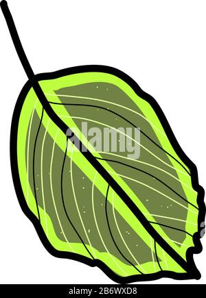Green leaf, illustration, vector on white background. Stock Vector