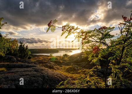 Rowan tree against the sunset sky. Stock Photo