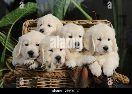 Golden Retriever. Five puppies (3 females, 2 males, 6,5 weeks old) in a basket. Germany Stock Photo