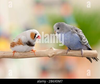 Budgie様 BUDGIE MAFIA THUG LIFE - YouTube