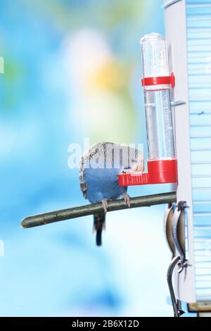 Budgerigar, Budgie (Melopsittacus undulatus) drinking from a tubular drinker, Germany Stock Photo