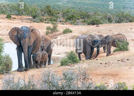 Herd of mud splattered african elephant leaving a waterhole in the arid scenery of the Addo Elephant National Park, Eastern Cape, South Africa Stock Photo