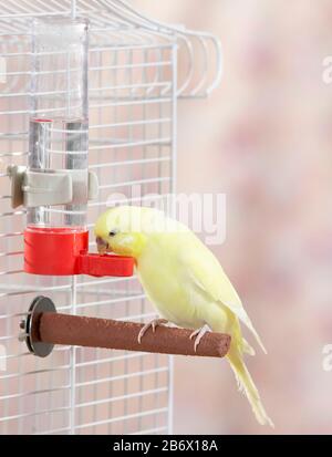 Budgerigar, Budgie (Melopsittacus undulatus) drinking from a tubular drinker, Germany Stock Photo