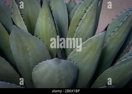 background green agave plant against wall , gardening low maintence. Stock Photo