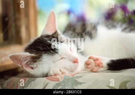 Domestic cat. A kitten sleeps on a pillow. Germany Stock Photo