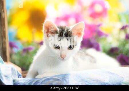 Domestic cat. A kitten rests on a pillow in front of colorful flowers. Germany Stock Photo