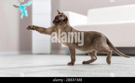 Burmese cat. Juvenile playing with a feather teaser.Germany .junge Burmakatze in Kuschelhoehle. Stock Photo