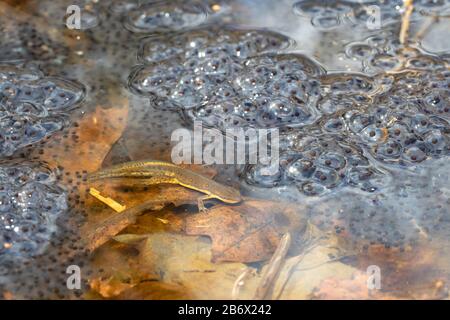 red spotted newt eggs Stock Photo - Alamy