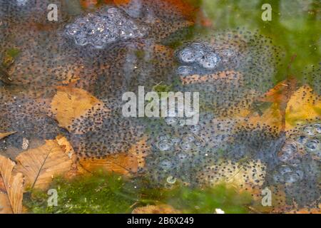 Wood frog egg masses in a vernal pool - Lithobates sylvaticus Stock Photo