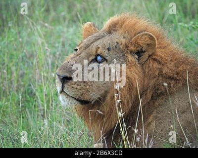 single adult male lion (Panthera leo) with fine mane and blue gaze stare from glass eye looking serious in Nairobi National Park, Kenya, Africa