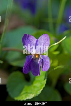 Viola odorata against the green leaves background.  It is commonly known as wood violet, sweet violet, English violet, common violet, florist's violet Stock Photo