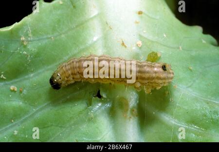 A cabbage or old world webworm (Hellula undalis) caterpillar on a damaged cabbage plant, Malaysia, February Stock Photo