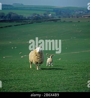 Border Leicester ewe sheep with single mule lamb on large downland pasture with the flock behind, Wiltshire Stock Photo