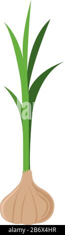 Fresh garlic, illustration, vector on white background. Stock Vector