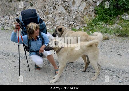 Woman with backpack meets with two young Caucasian mountain (or Shepherd) dogs. Cattlemen are used such animals  in mountains as  listening dog. Stock Photo