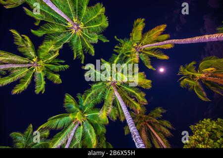 Night view of tropical palm trees as seen from below Stock Photo