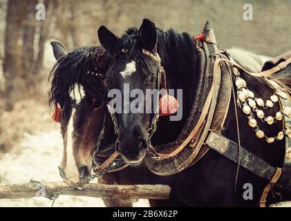 Two horses with ornate harness in close-up view. Stock Photo