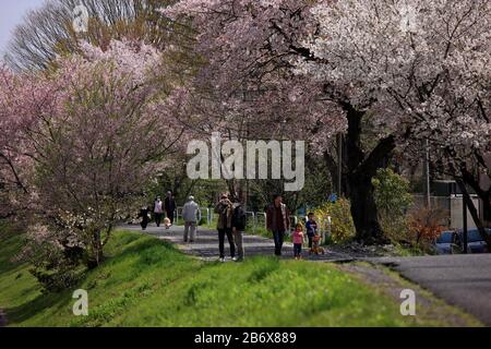 Cherry blossom along river side Stock Photo