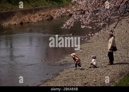 Cherry blossom along river side Stock Photo