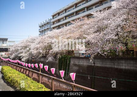 Pink lanterns celebtrate cherry blossom season at Nakameguro, Tokyo, Japan Stock Photo