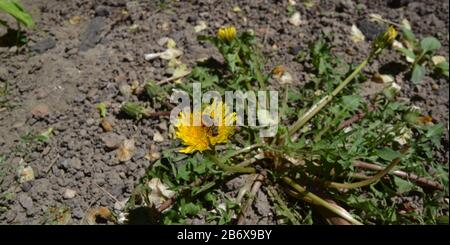 bee smelling a dandelion Stock Photo