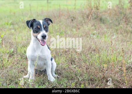 spotted jack russell terrier black and white