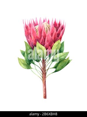 Hand painted watercolor protea flower Stock Photo