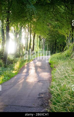 Sun beaming through trees causing shadow and light on a road in South  England, black and white Stock Photo - Alamy