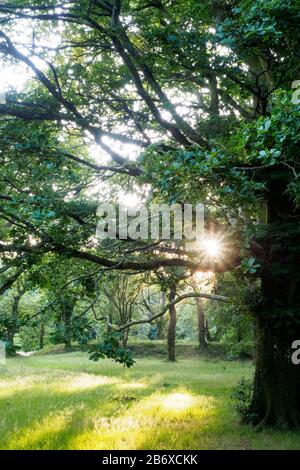 Moody landscape scenery with sun beaming through trees in a forest in South England Stock Photo