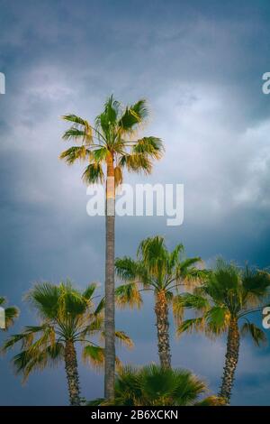 Stand of palm trees against stormy sky. Stock Photo