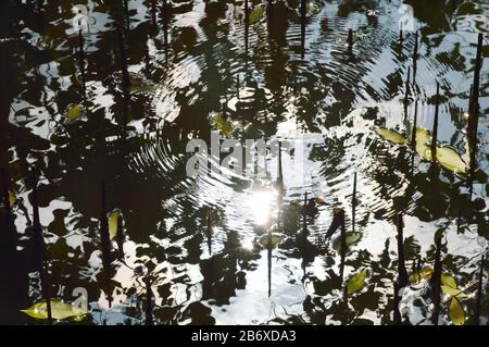 sunlight reflection and ripple on water in mangrove forest Stock Photo