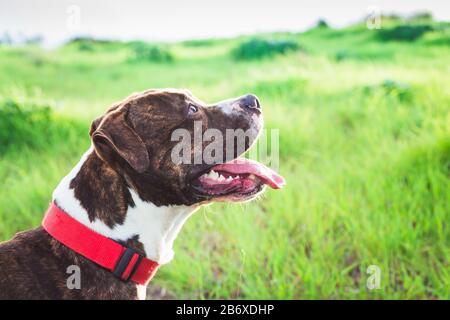 American Stanford or Staffordshire on the field with copy space for text Stock Photo