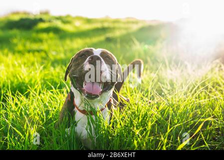 Happy american Stanford or Staffordshire on the field with copy space for text Stock Photo