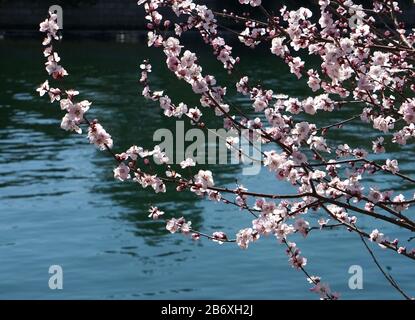 Beijing, Beijing, China. 12th Mar, 2020. Beijing, CHINA-Early cherry blossoms bloom at Yuyuantan park in Beijing, China, March 13, 2019. Credit: SIPA Asia/ZUMA Wire/Alamy Live News Stock Photo