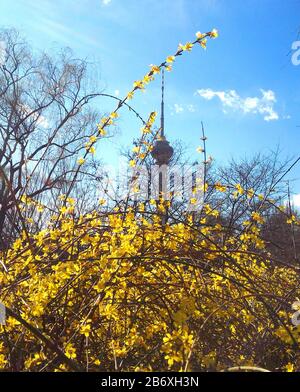 Beijing, Beijing, China. 12th Mar, 2020. Beijing, CHINA-Early cherry blossoms bloom at Yuyuantan park in Beijing, China, March 13, 2019. Credit: SIPA Asia/ZUMA Wire/Alamy Live News Stock Photo