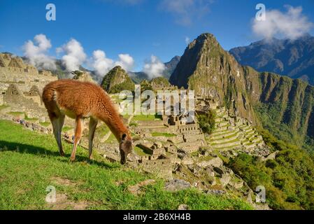 llama peru Stock Photo