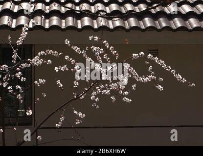 Beijing, Beijing, China. 12th Mar, 2020. Beijing, CHINA-Early cherry blossoms bloom at Yuyuantan park in Beijing, China, March 13, 2019. Credit: SIPA Asia/ZUMA Wire/Alamy Live News Stock Photo