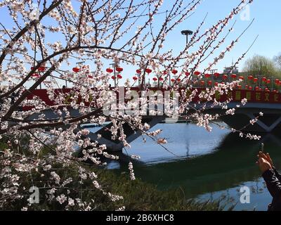 Beijing, Beijing, China. 12th Mar, 2020. Beijing, CHINA-Early cherry blossoms bloom at Yuyuantan park in Beijing, China, March 13, 2019. Credit: SIPA Asia/ZUMA Wire/Alamy Live News Stock Photo