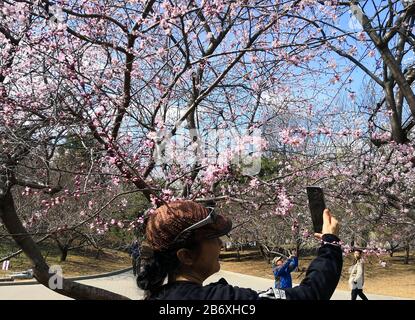 Beijing, Beijing, China. 12th Mar, 2020. Beijing, CHINA-Early cherry blossoms bloom at Yuyuantan park in Beijing, China, March 13, 2019. Credit: SIPA Asia/ZUMA Wire/Alamy Live News Stock Photo