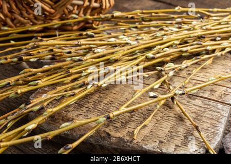 Young white willow branches with buds on a table - ingredient used as a natural alternative to aspirin Stock Photo