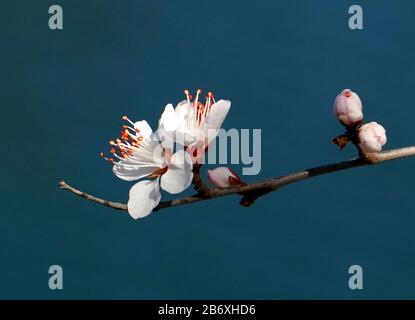 Beijing, Beijing, China. 12th Mar, 2020. Beijing, CHINA-Early cherry blossoms bloom at Yuyuantan park in Beijing, China, March 13, 2019. Credit: SIPA Asia/ZUMA Wire/Alamy Live News Stock Photo