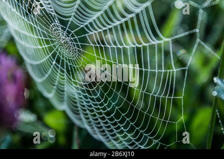 Spider web with water drops in early spring morning. Stock Photo