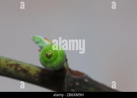Fig leaf fruit plant tree Stock Photo