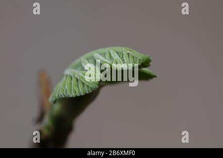 Fig leaf fruit plant tree Stock Photo