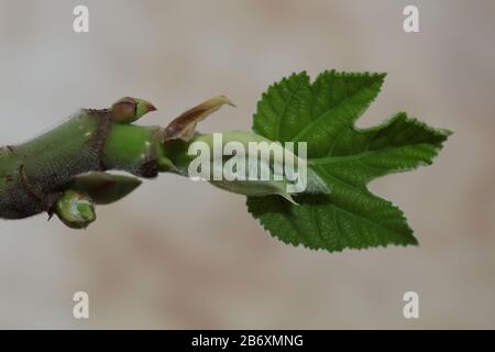 Fig leaf fruit plant tree Stock Photo