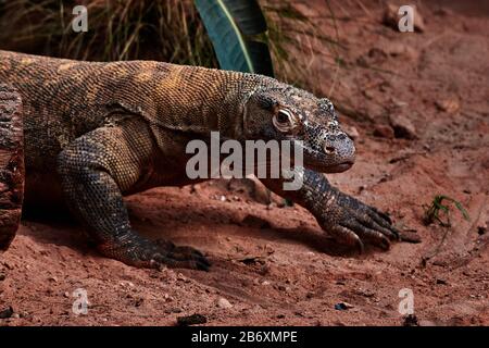 Komodo dragon ( Varanus komodoensis ) Stock Photo