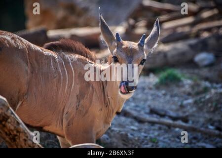 Young Scimitar Horned Oryx Stock Photo